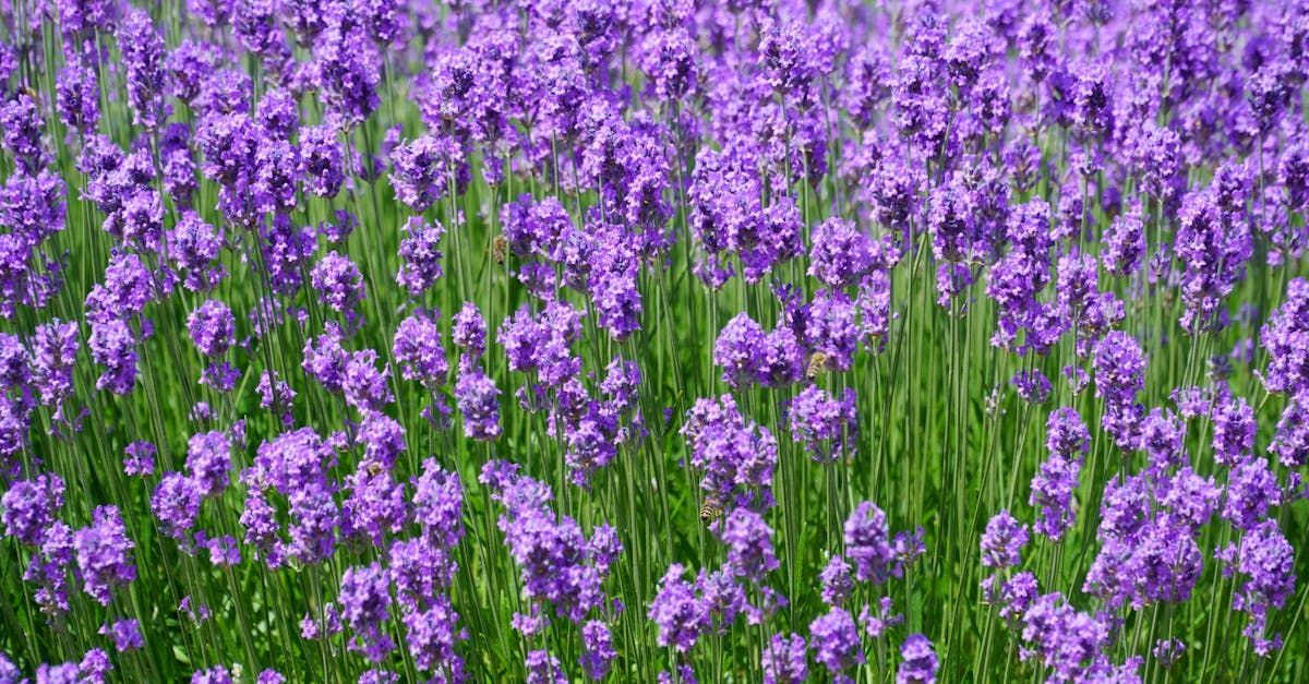 Doftande lavendelblommor