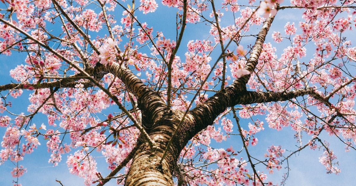 Photo of an Elm Tree