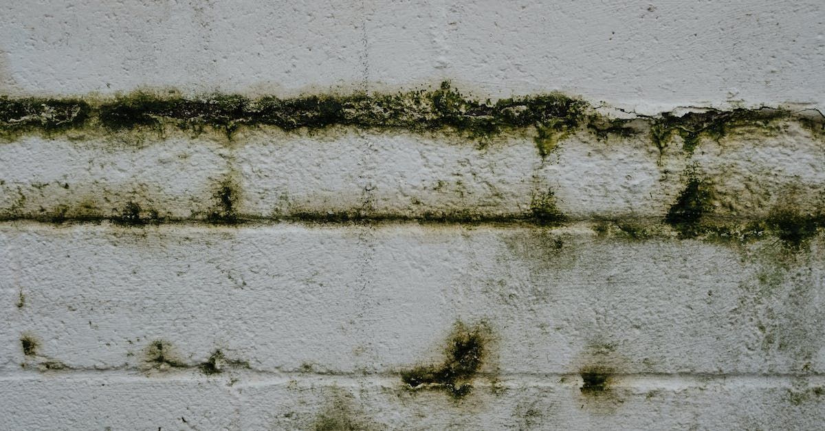 A mold expert removing molds in walls