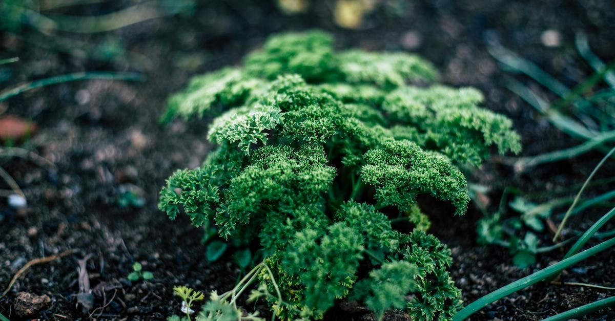 photo of curly leaf parsley