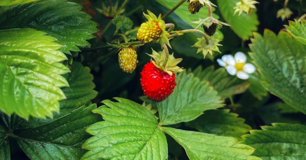Welcome July by Sue Cartwright, Spiral Leaf Welcome July - A Poem by Sue Cartwright, Spiral Leaf