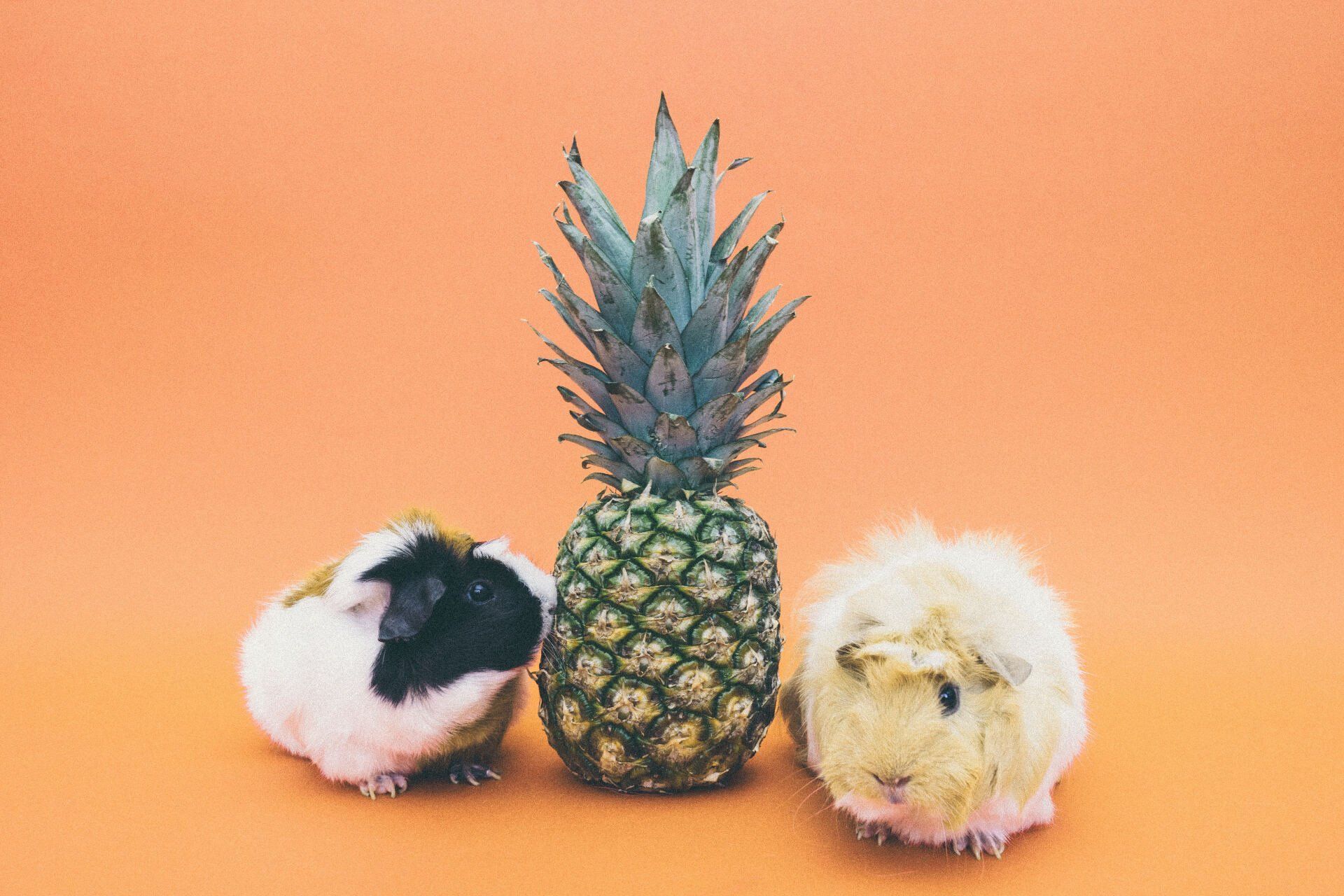 Guinea Pigs 