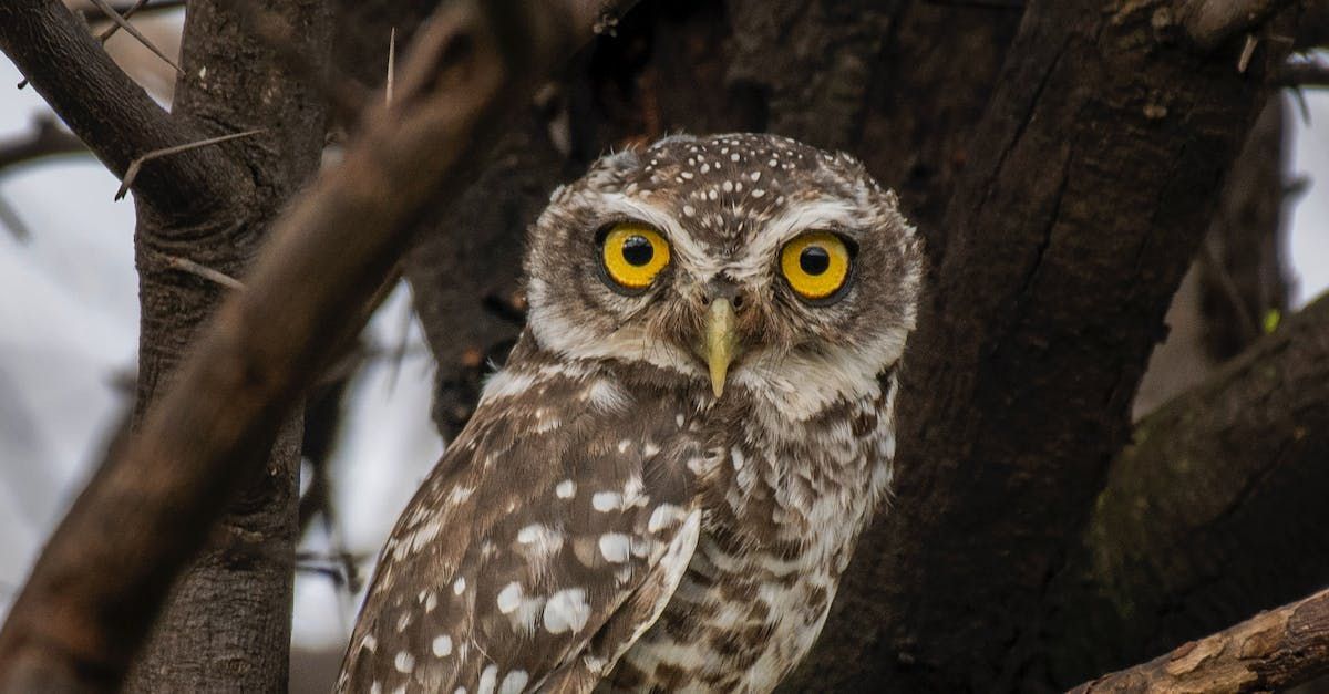 Spotted Owl