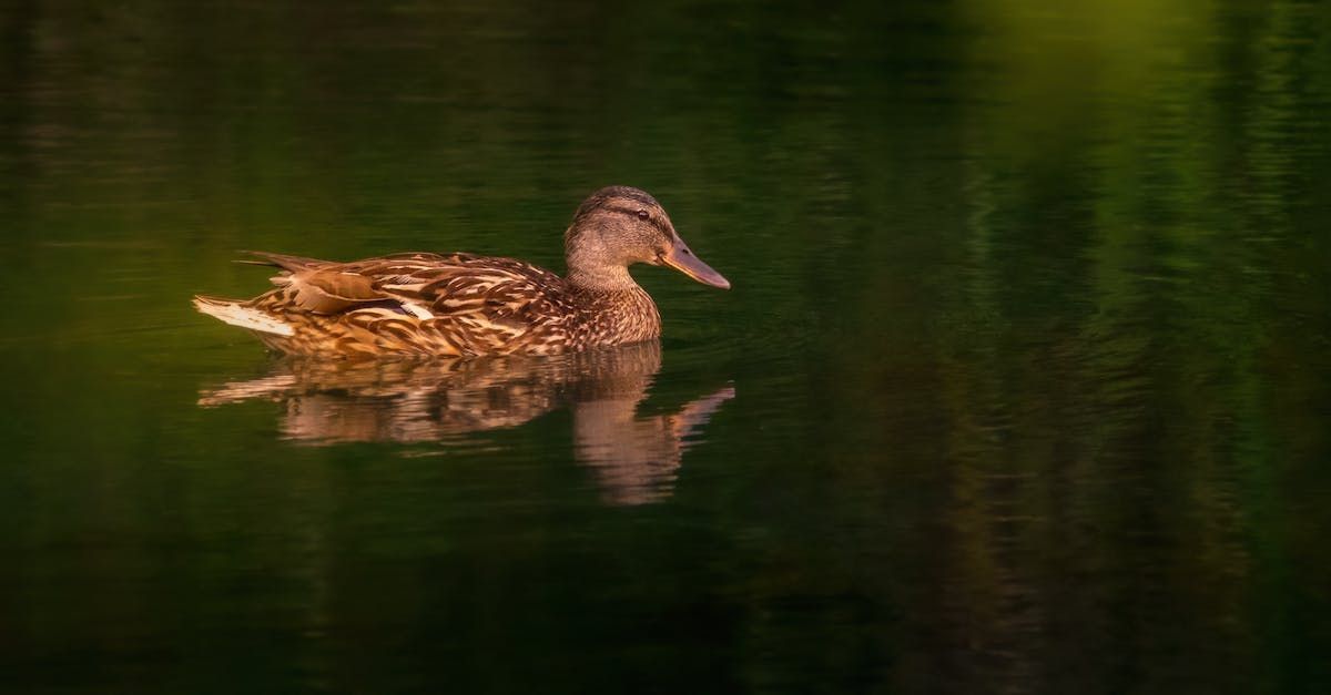 Brown duck swimming on dark green water with its reflection visible