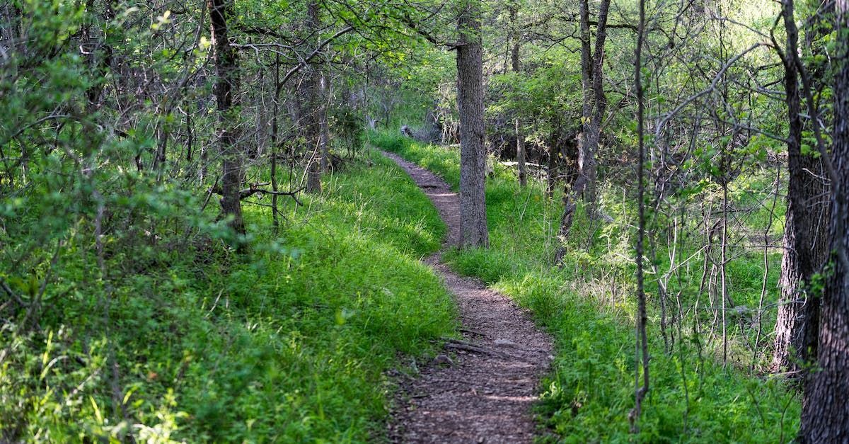 A path in the middle of a forest surrounded by trees and grass.