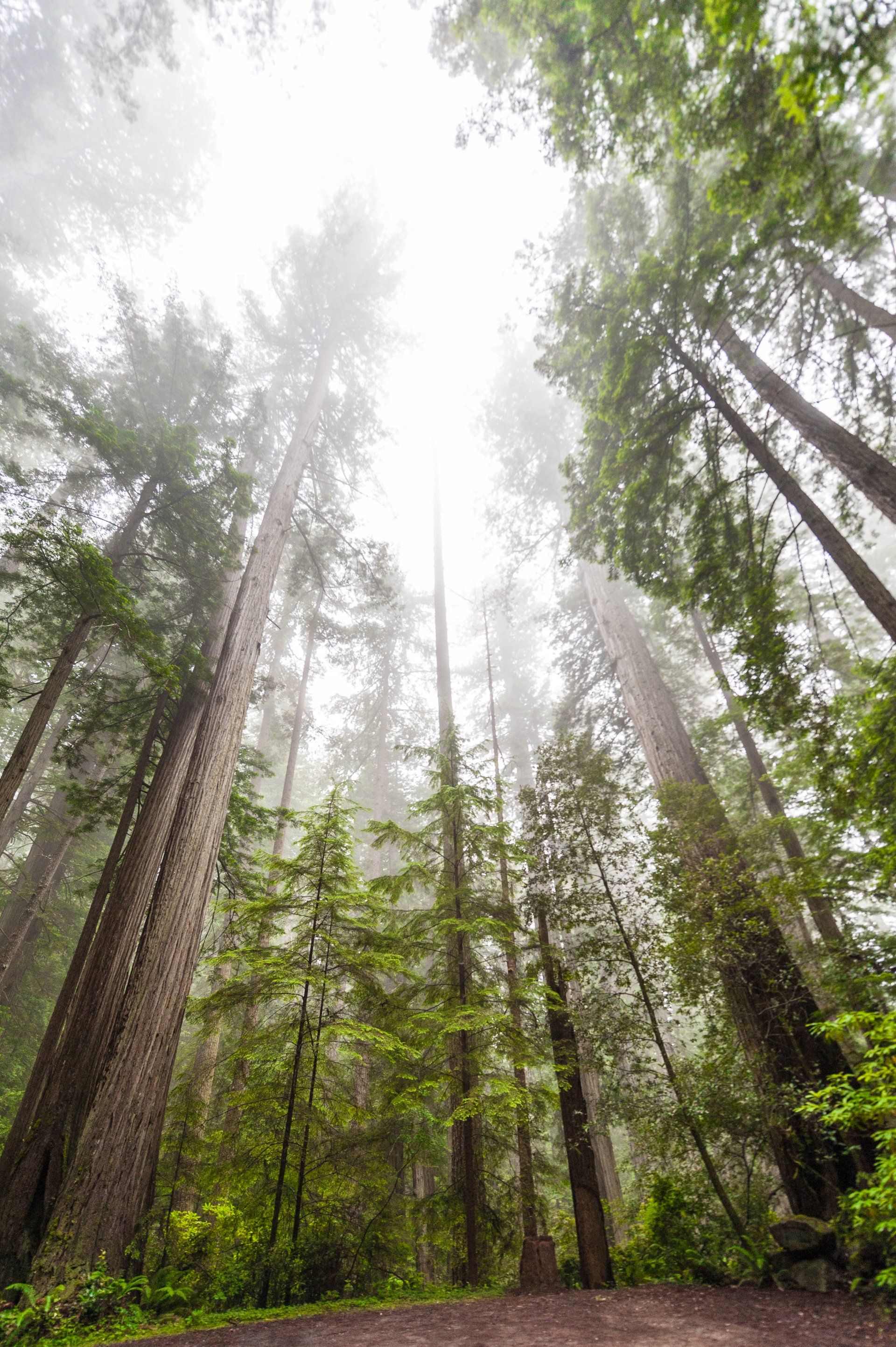 The sun is shining through the trees in the foggy forest.