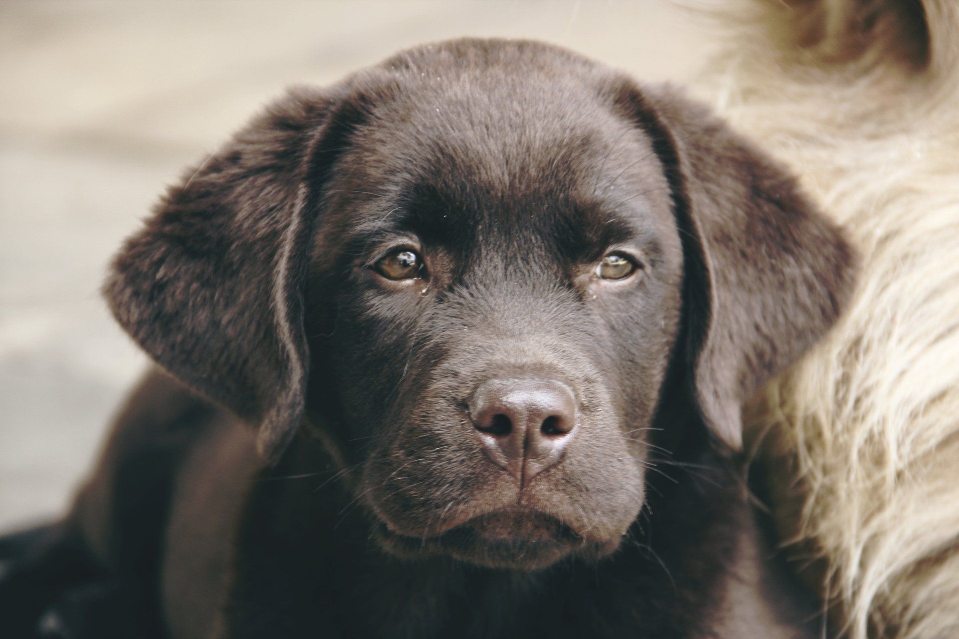 A close up of a brown puppy looking at the camera.