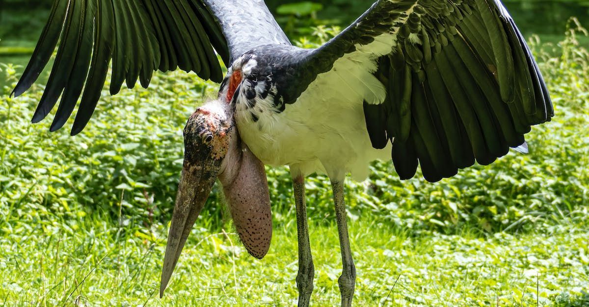 a bird with a long beak is standing in the grass