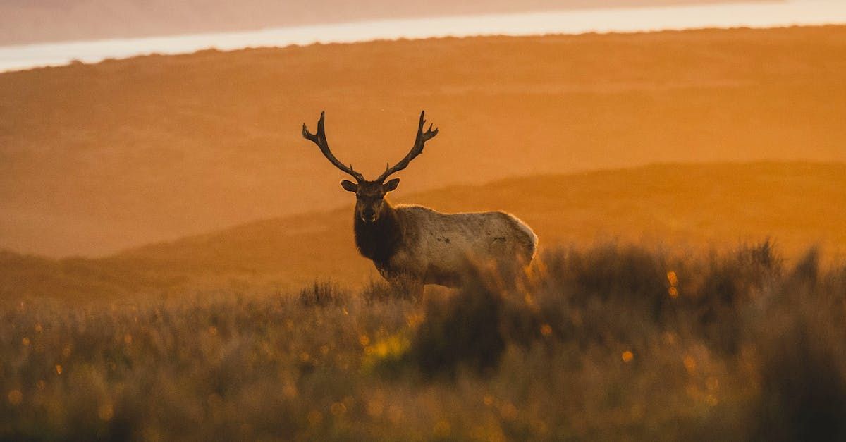 A deer with antlers is standing in a field at sunset.
