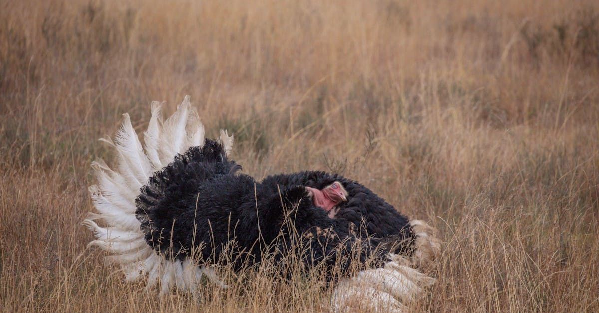 Wild turkey in the woods of Brown County, Texas, highlighting hunting opportunities