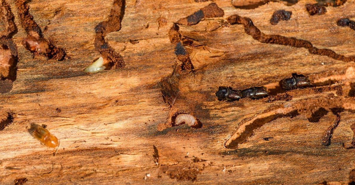 Bark beetle larvae and dark adult beetles crawl through intricate tunnels carved into the surface of light brown wood.