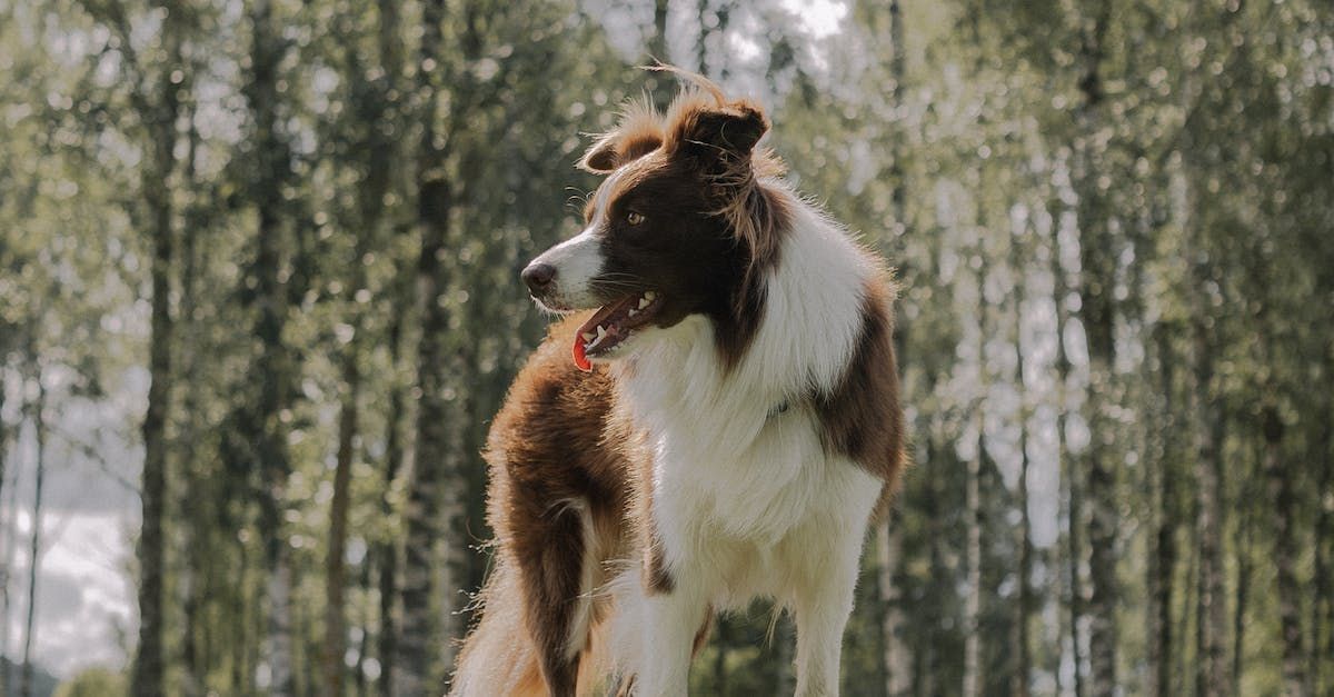dog paws