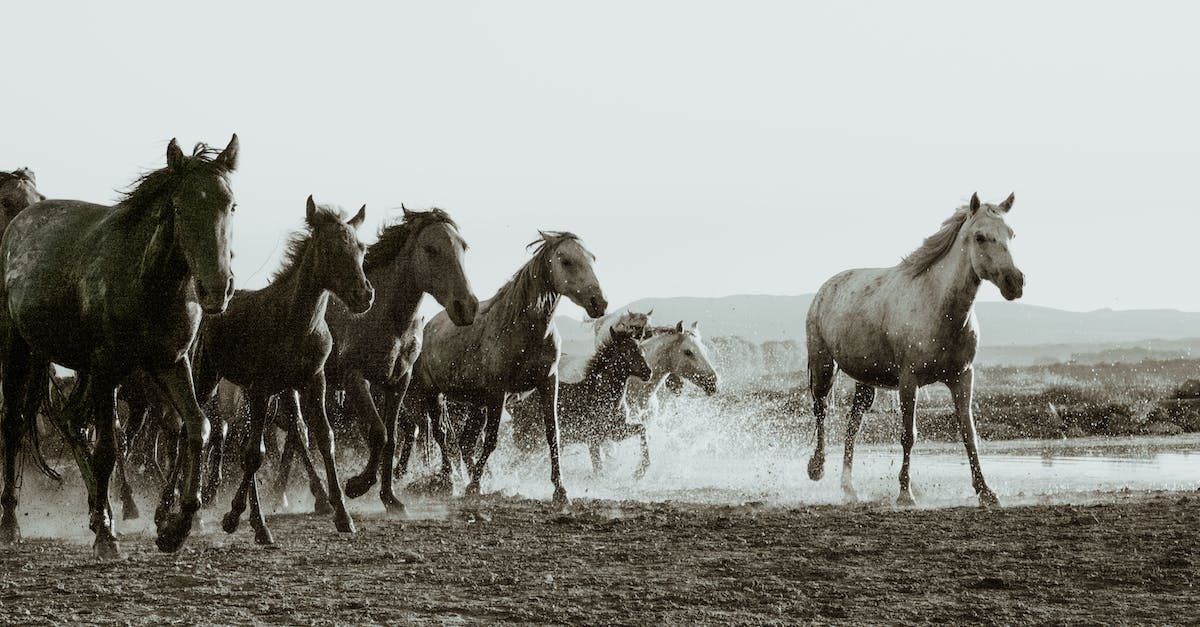 Wild Horses - A Poem by Sue Cartwright, Spiral Leaf