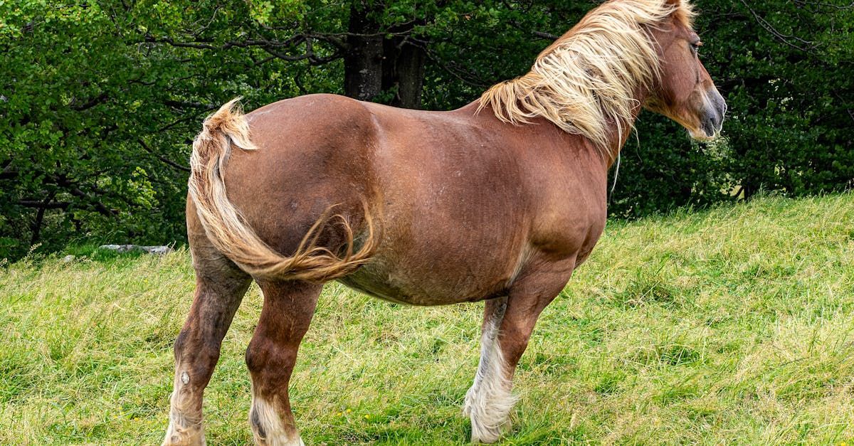 Brown horse with blonde mane and tail in a grassy field.