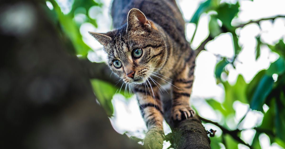 Katze im Baum