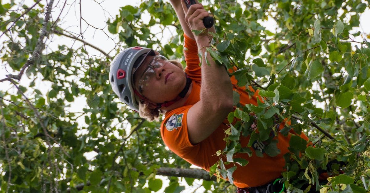 Certified arborist assessing tree health in Nashville