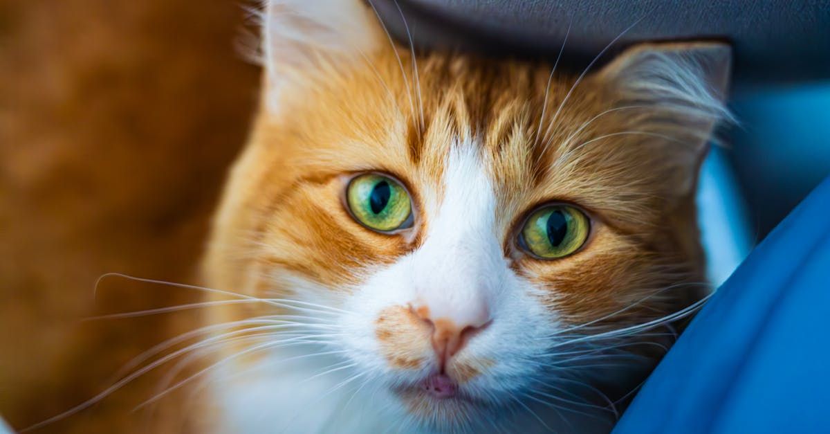 A close up of an orange and white cat with green eyes looking at the camera. Cat grooming in San Juan, TX | Pampered Paws Pet Salon & Spa