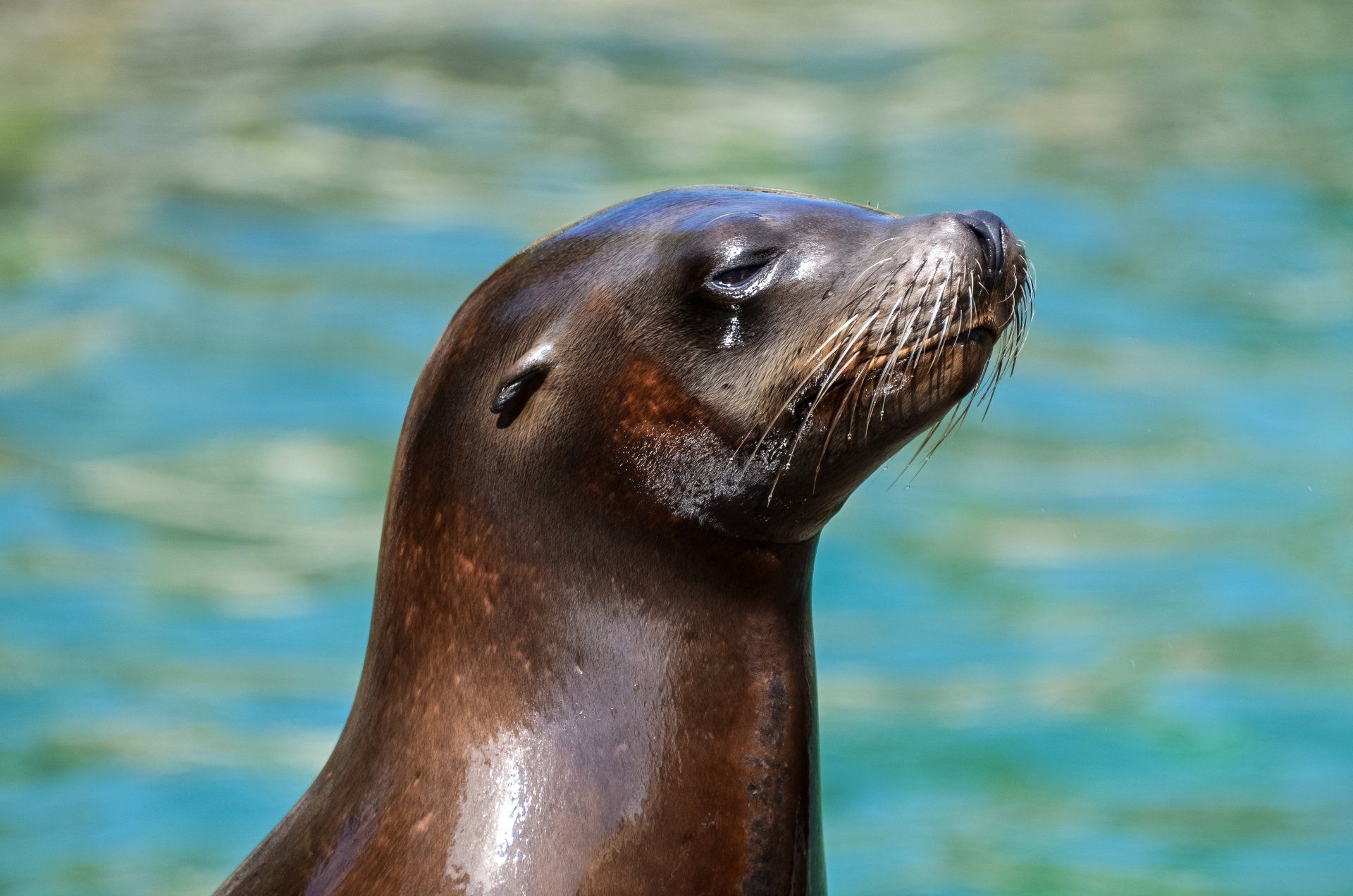 A close up of a seal 's head in the water.