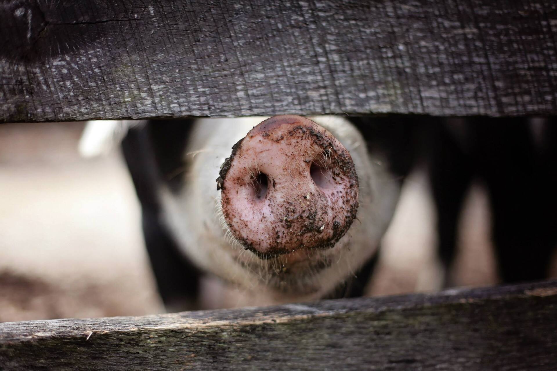 Close-up of a pig's snout at Wild Olive Ranch