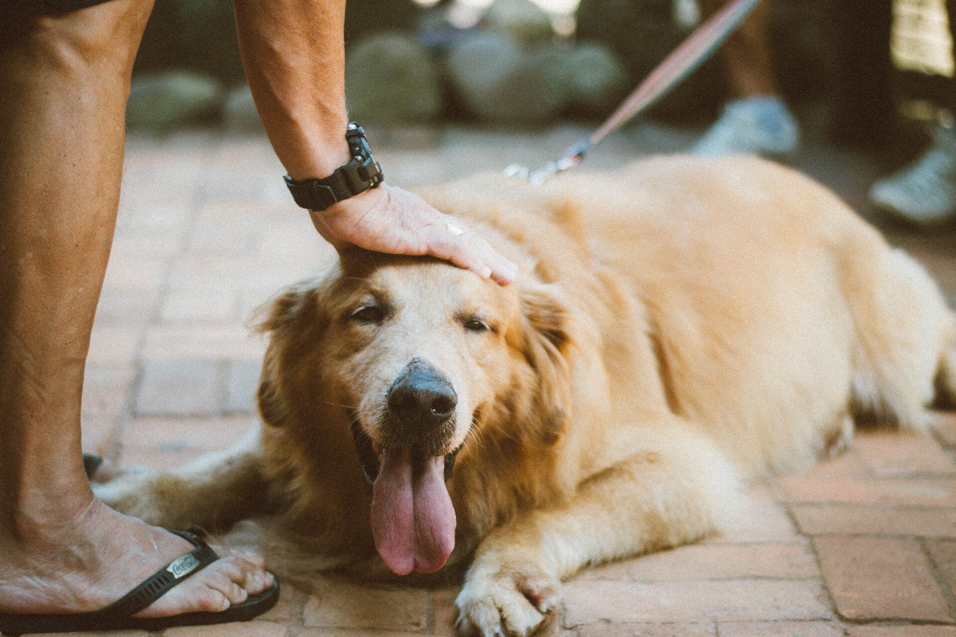 chien avec une caresse