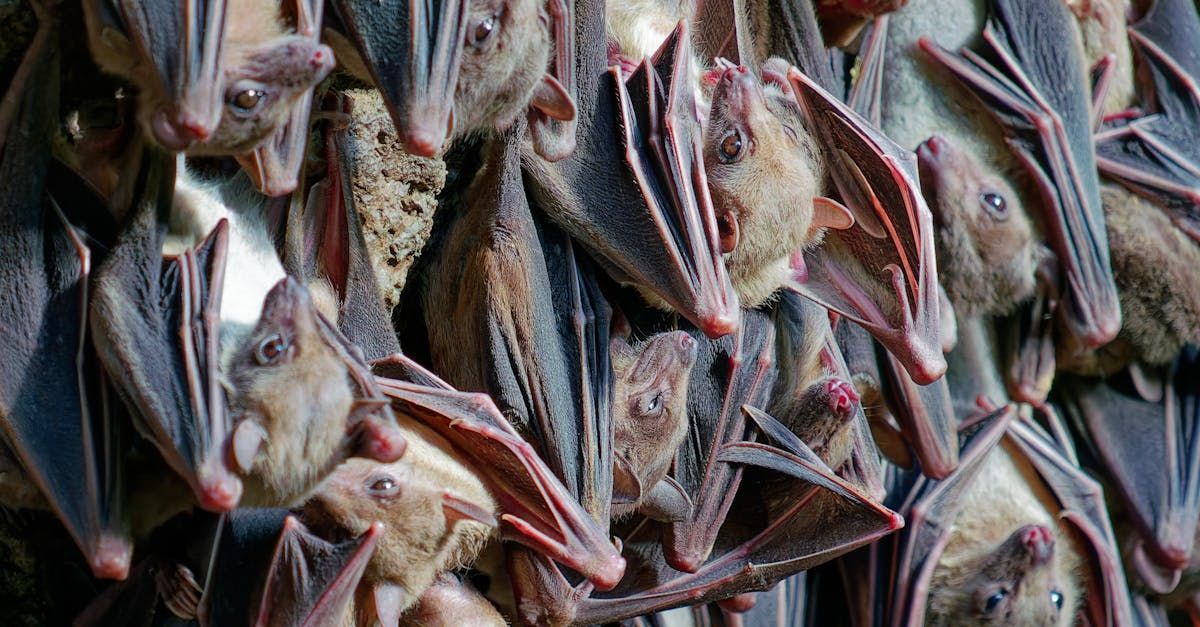 Bats huddled together, hanging upside down with folded wings; tan and gray colors.