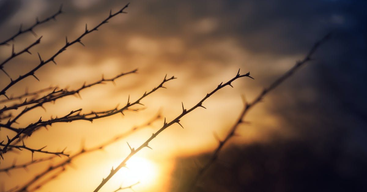 The way to remove winter wood waste