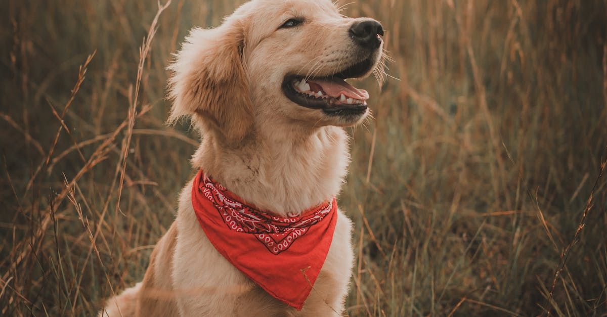 a dog wearing a red bandana is sitting in the grass