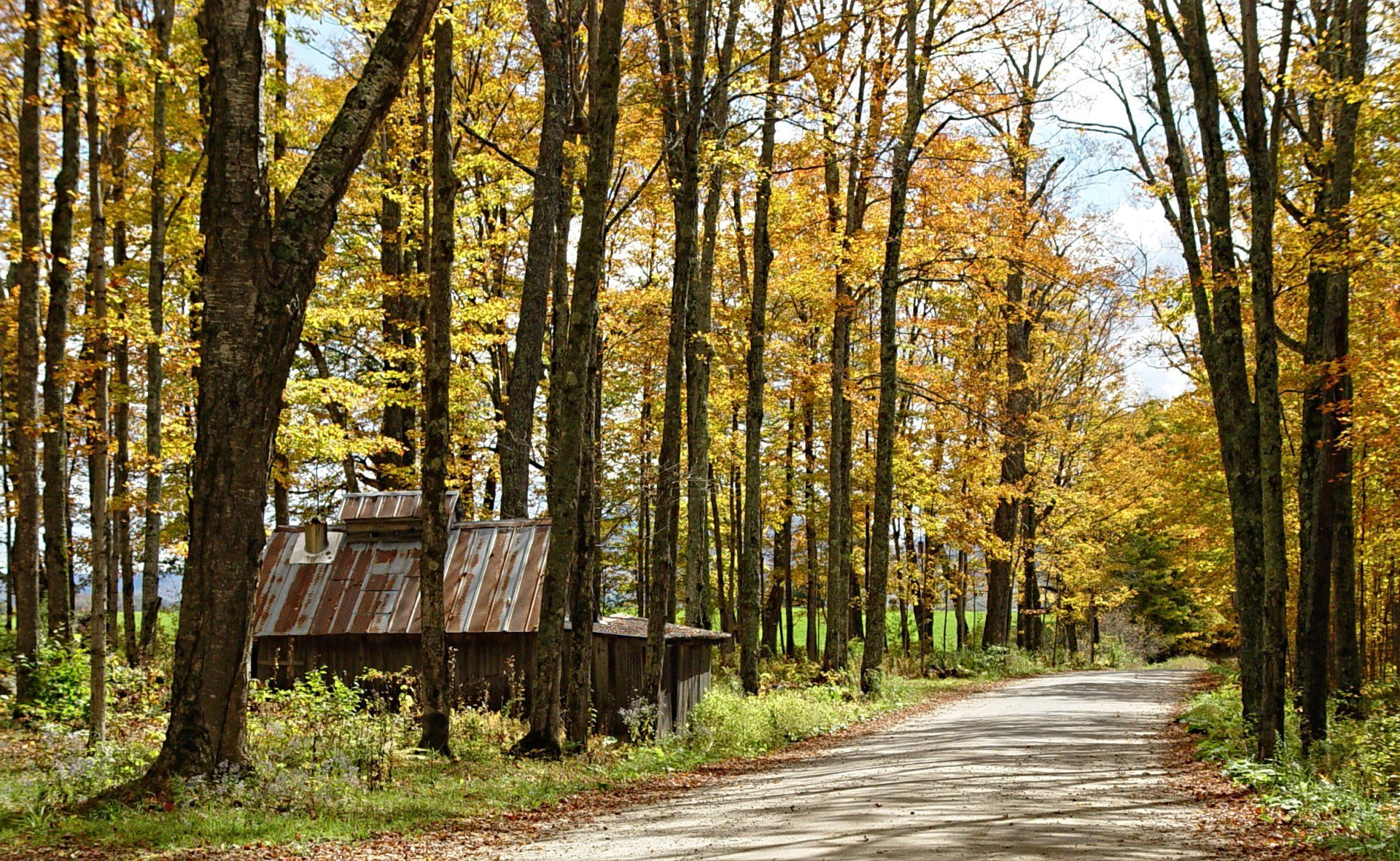A dirt road going through a forest with trees changing colors.