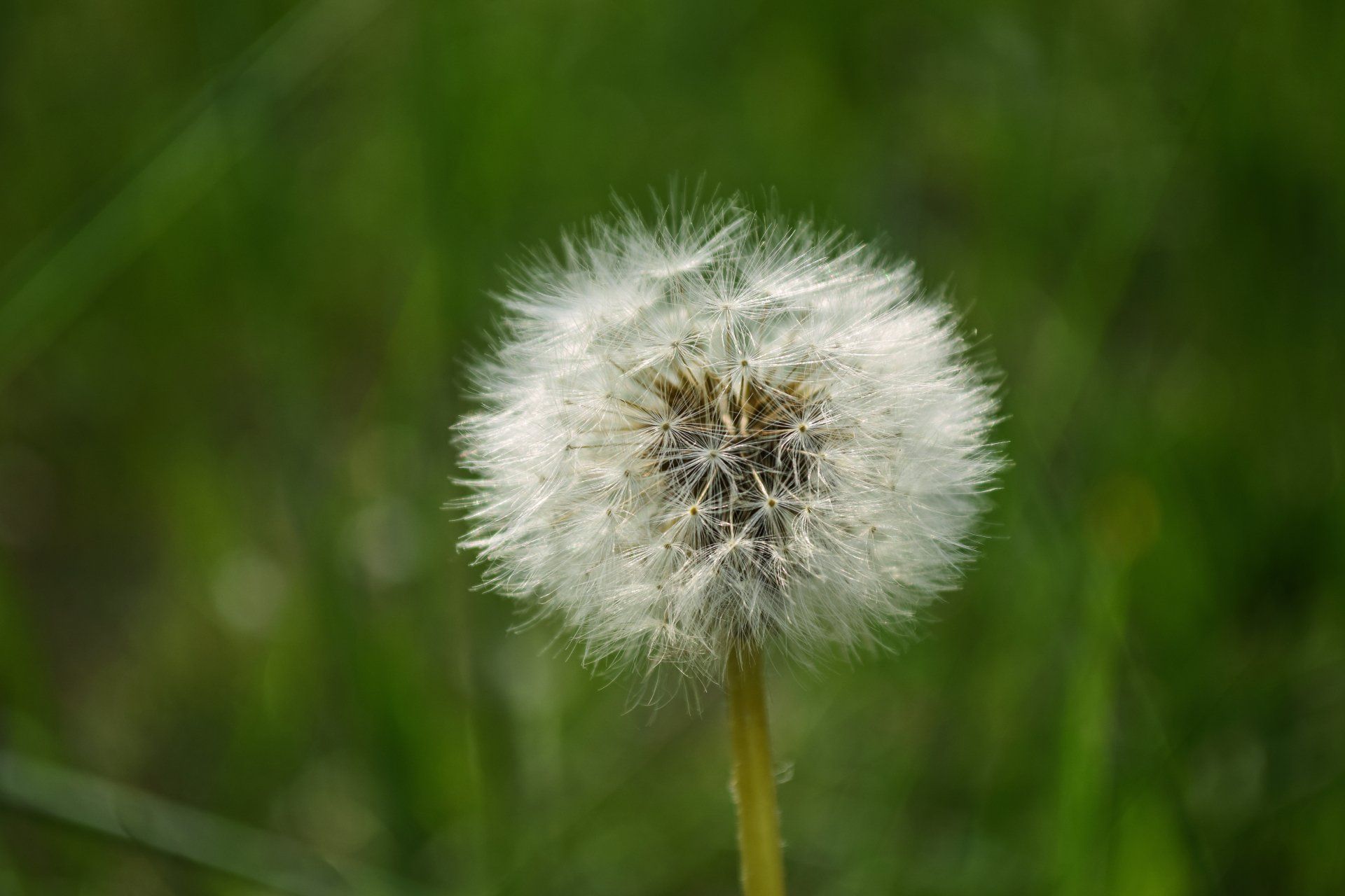 Professional weed and pest control services
