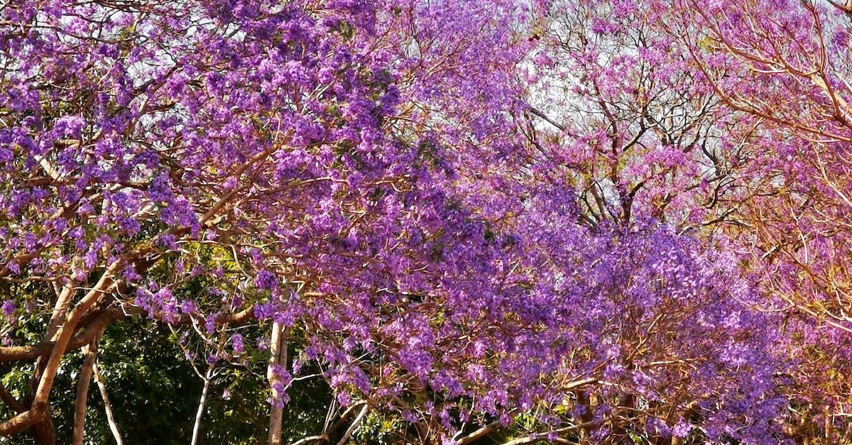 Brisbane Wedding Tree Photos