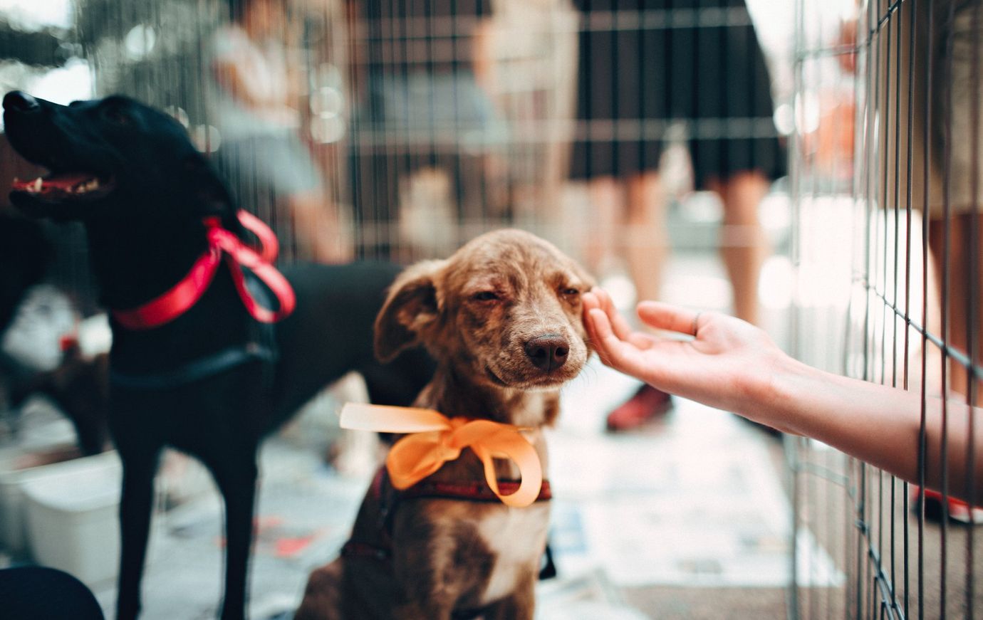 Dog in a cage being petted by a hand; others in background; shelter setting.