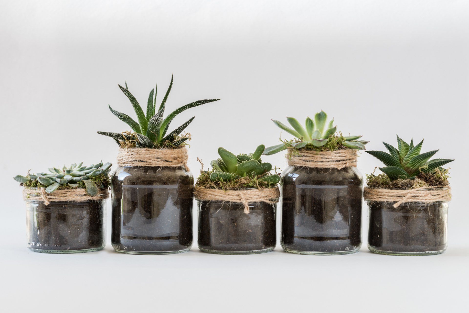 A row of jars filled with succulents on a white background.
