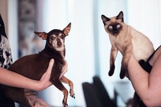 Pets at home