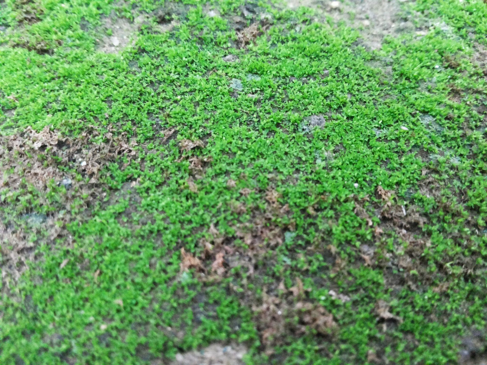 Patchy fungal grass from over watering, or watering too late