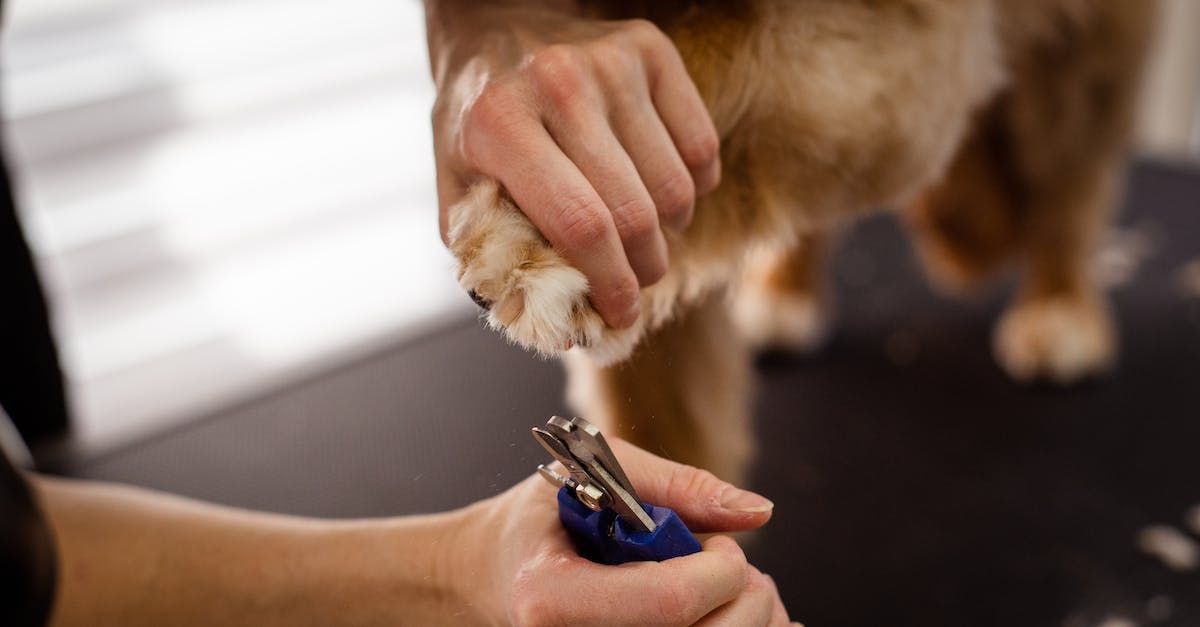 A person is cutting a dog 's nails with a pair of clippers.