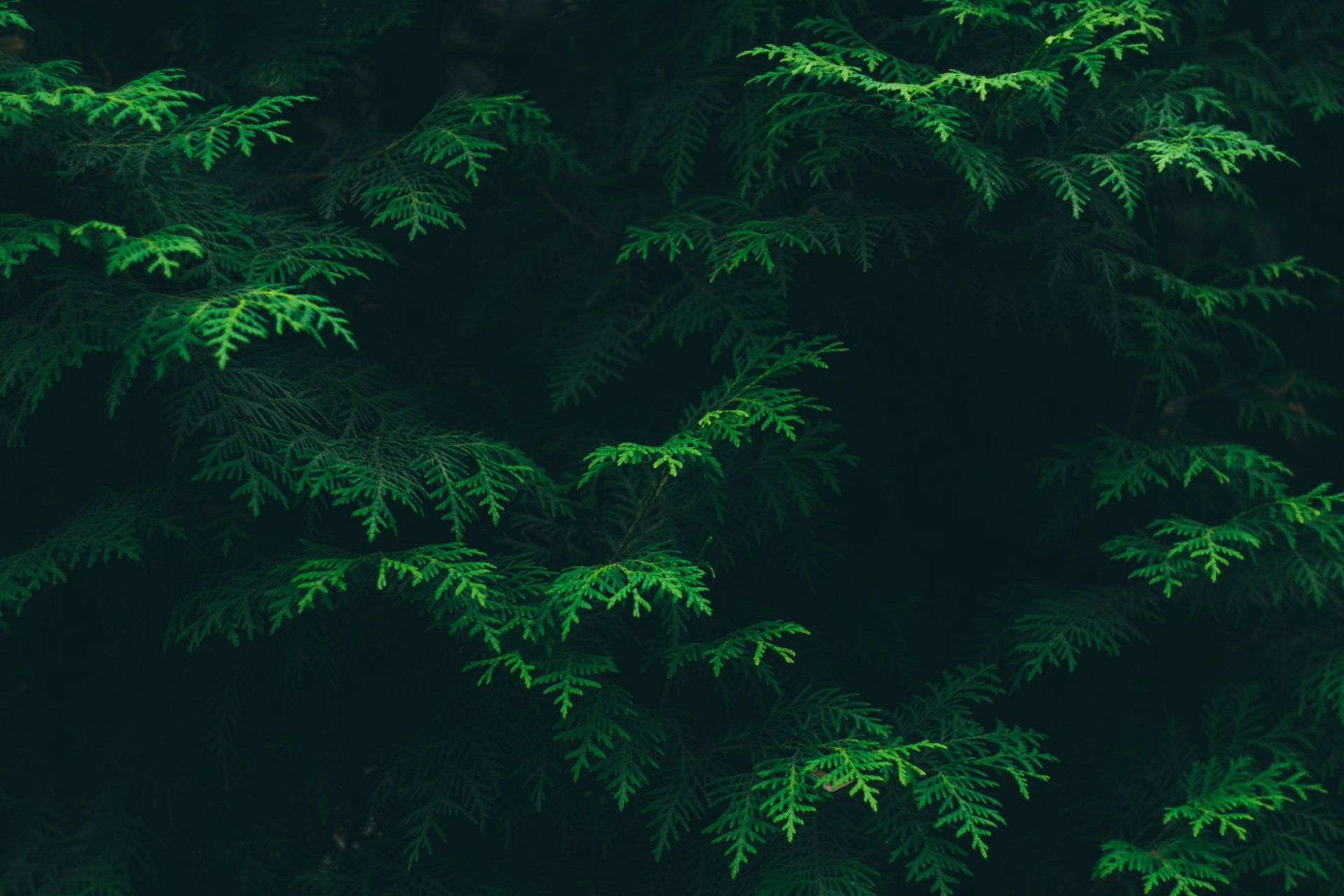 A close up of a tree with green leaves on a dark background.