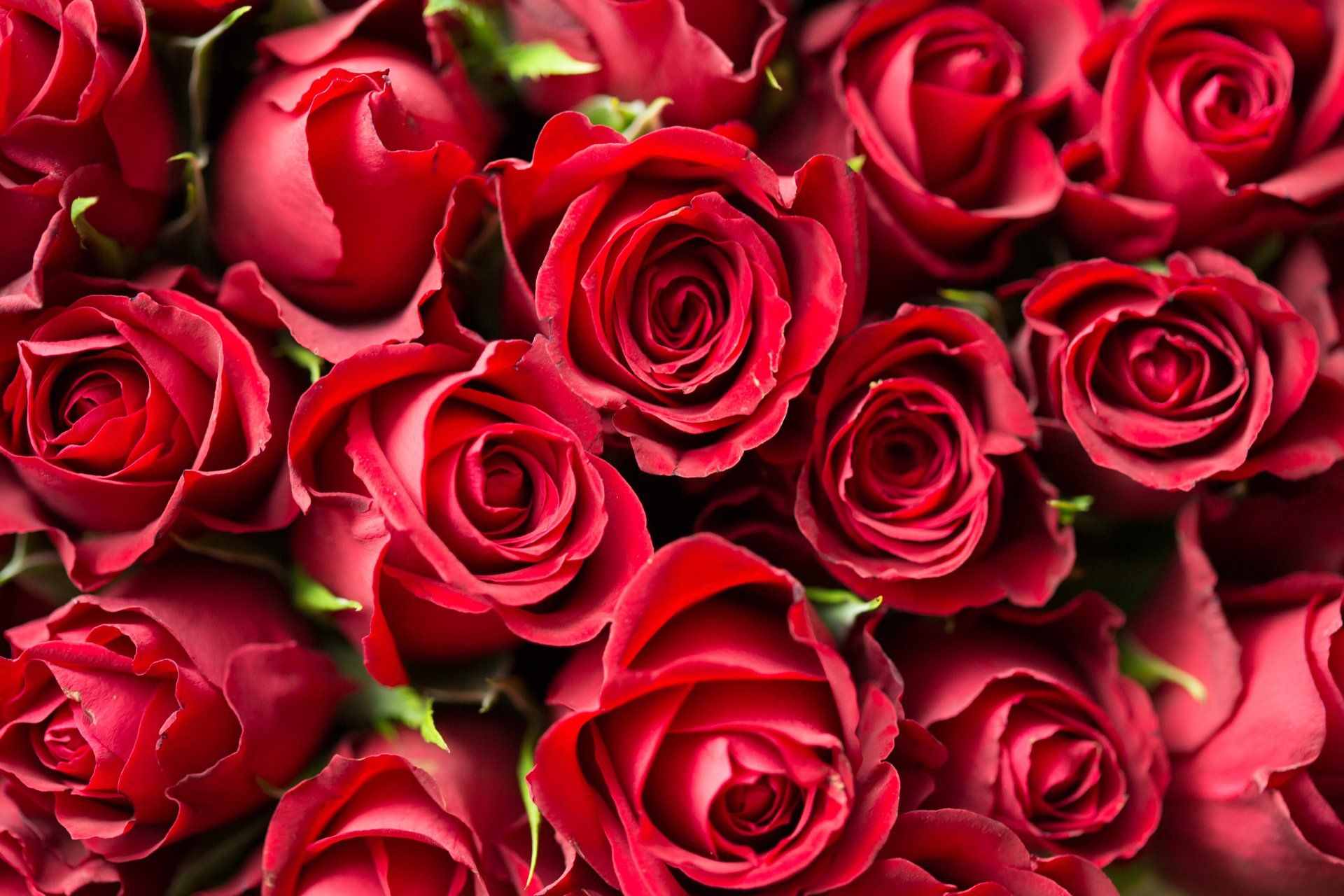 A close up of a bunch of red roses