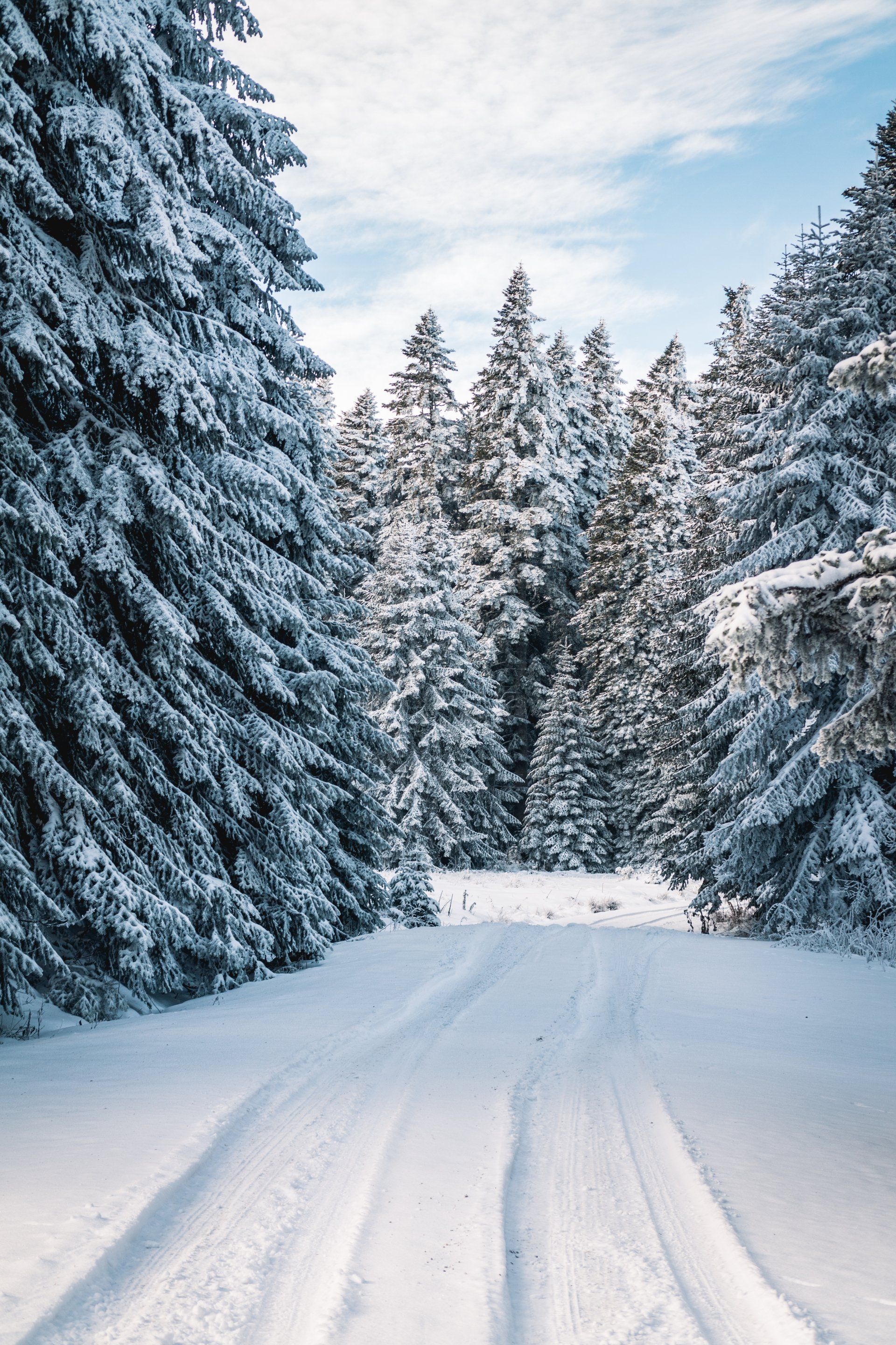 A snowy road in the middle of a snowy forest.