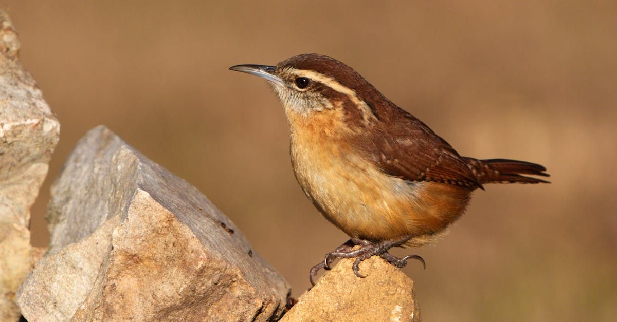 Brown Carolina wren perched on a light-colored rock with a tan background.