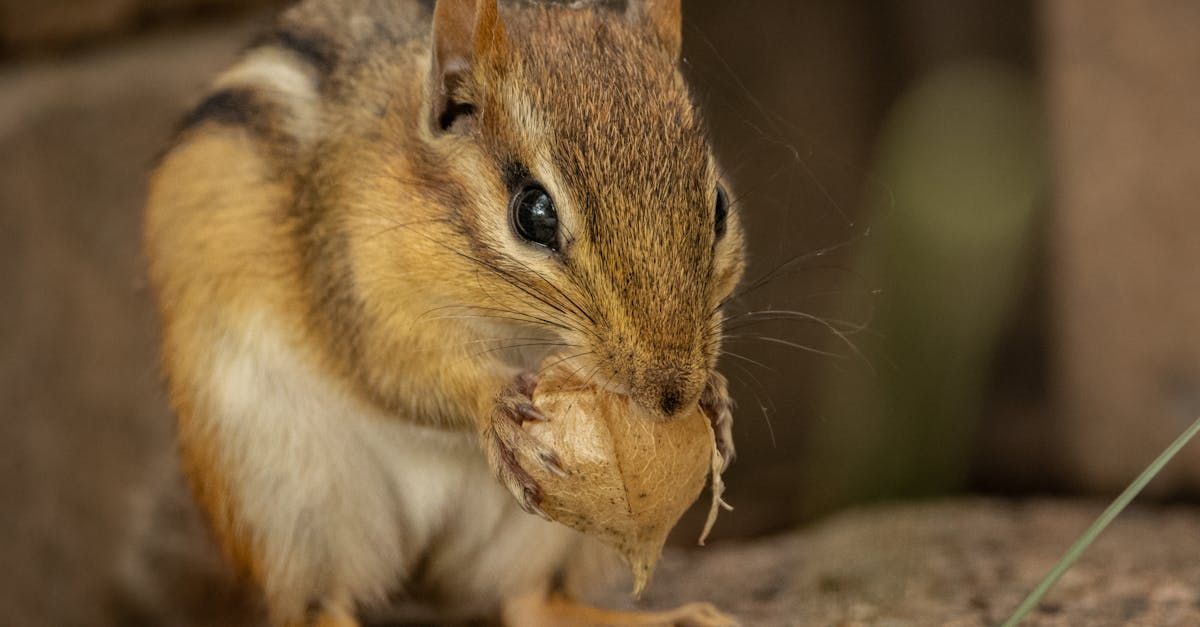 Close-up of a chipmunk eating on the ground… with an animal control officer gently capturing it in Columbus Ohio