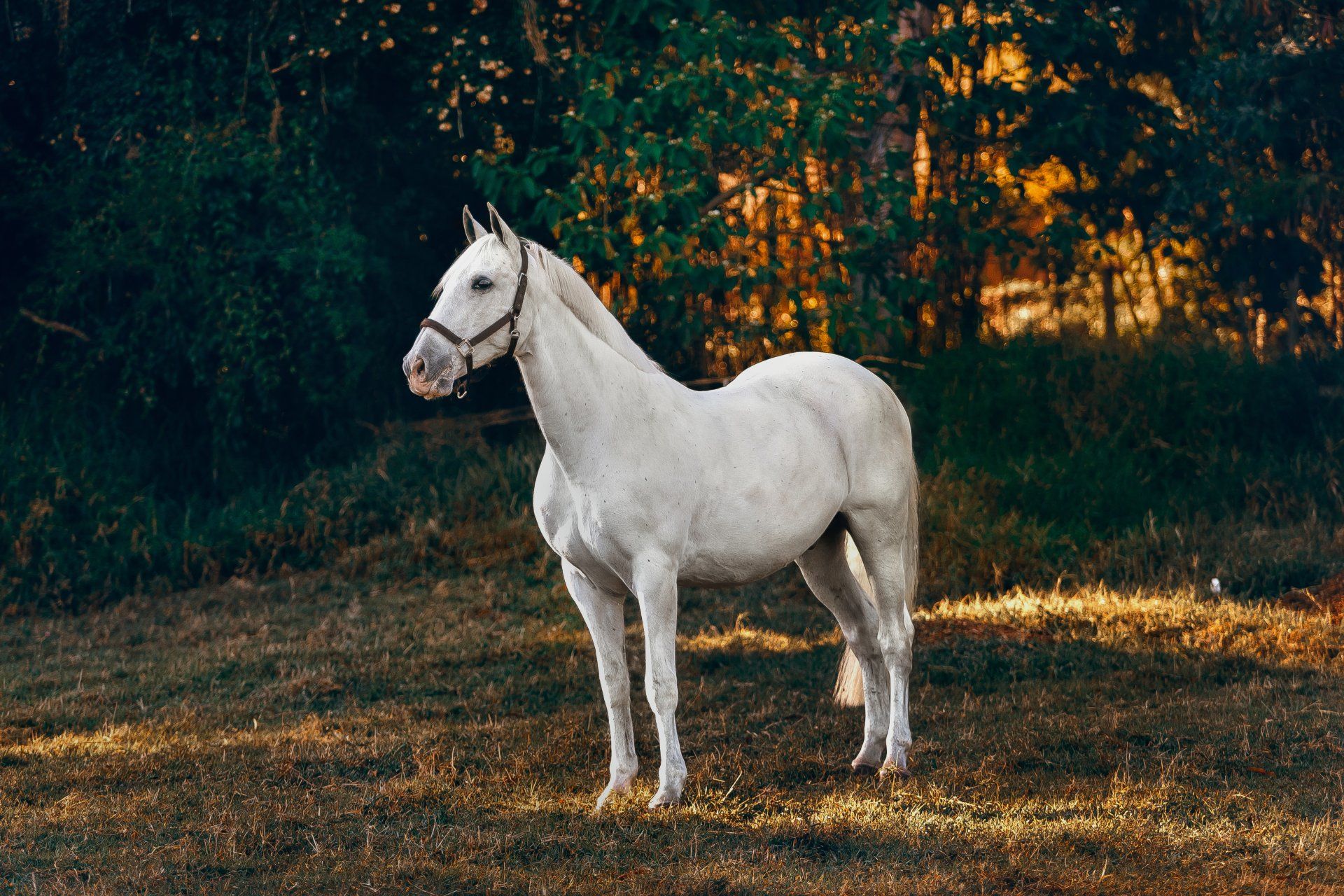 The best-motorized horse treadmills in central Pennsylvania