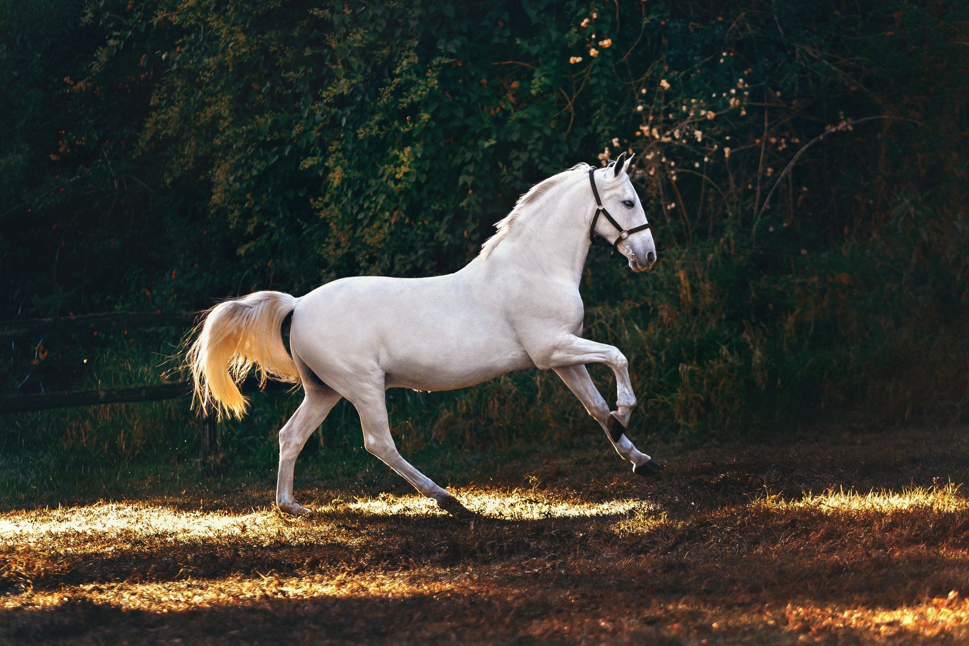 Lippizaner Pferd