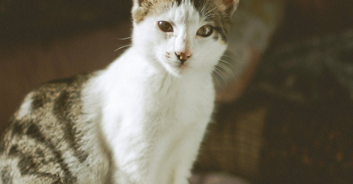 Cat receiving allergy treatment under the care of a skilled vet at Trinity Pet Hospital.
