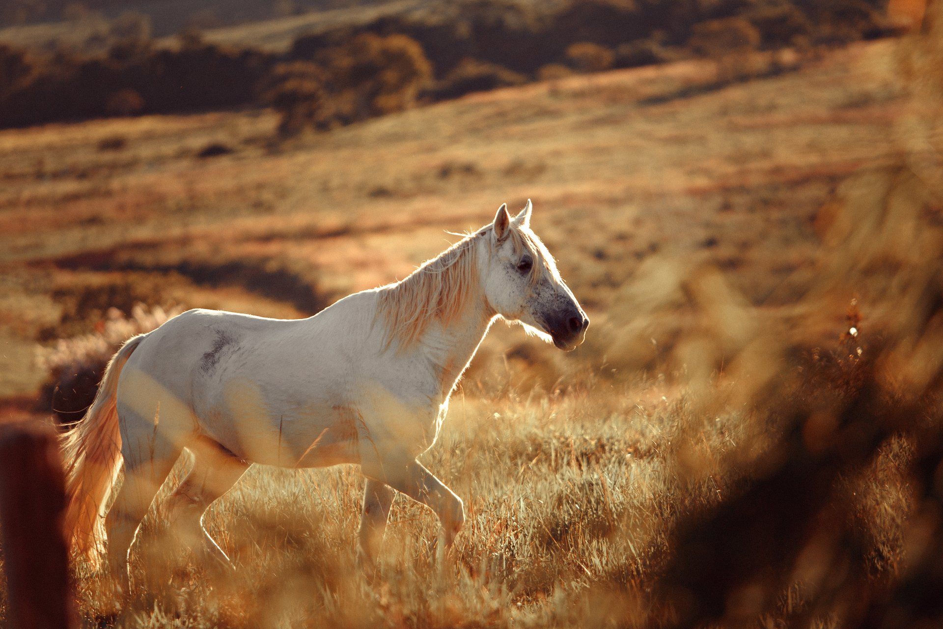 White horse standing in sunlit grassland, with blurred golden foreground and hills in the background