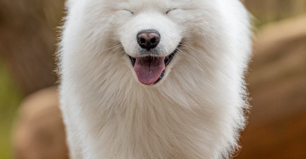 white fluffy dog with eyes closed and tongue out