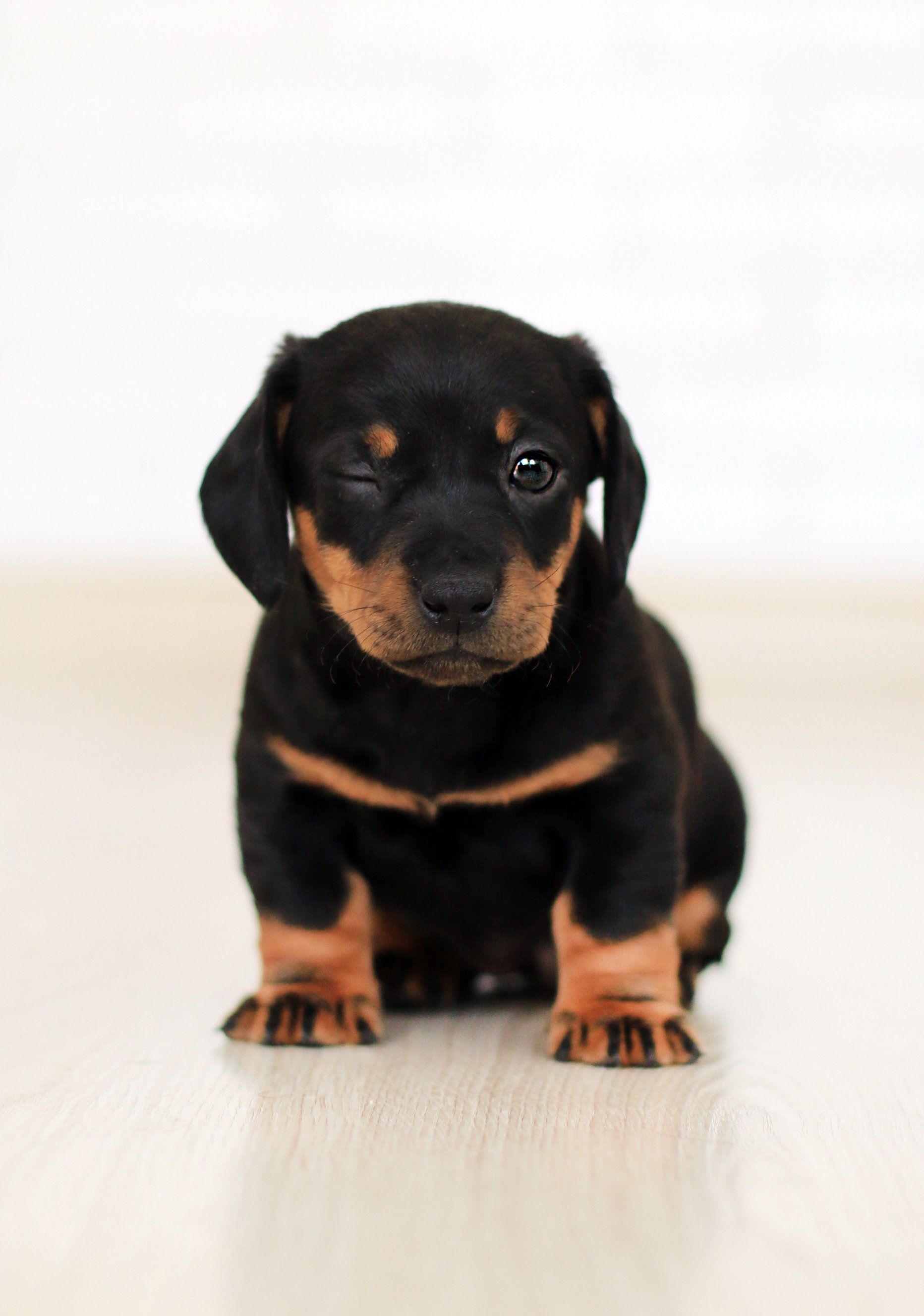 Um cachorrinho bassê está sentado no chão e olhando para a câmera.