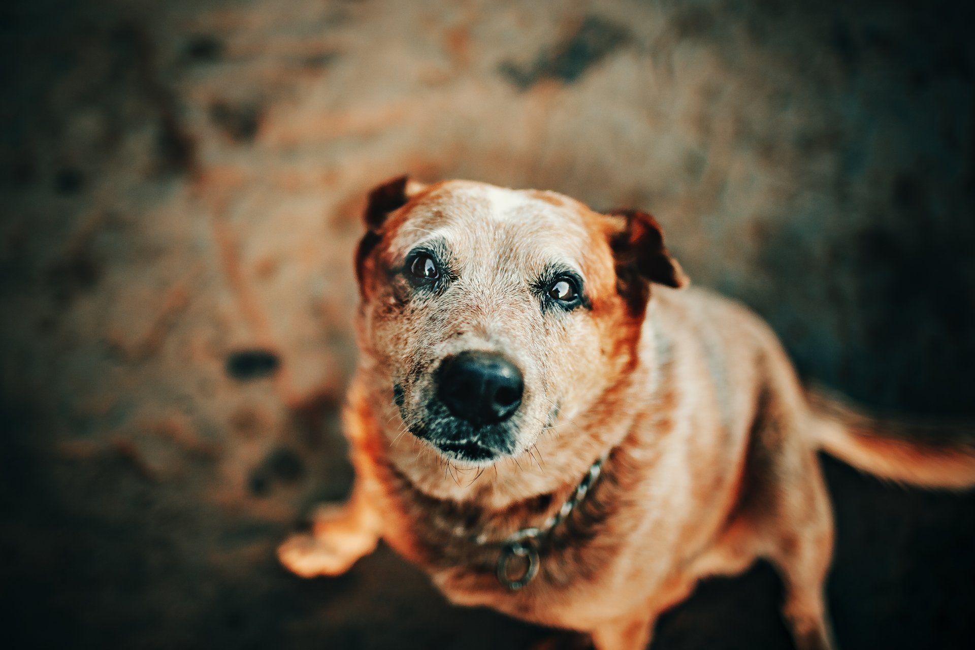 senior dog sitting down and looking at the camera