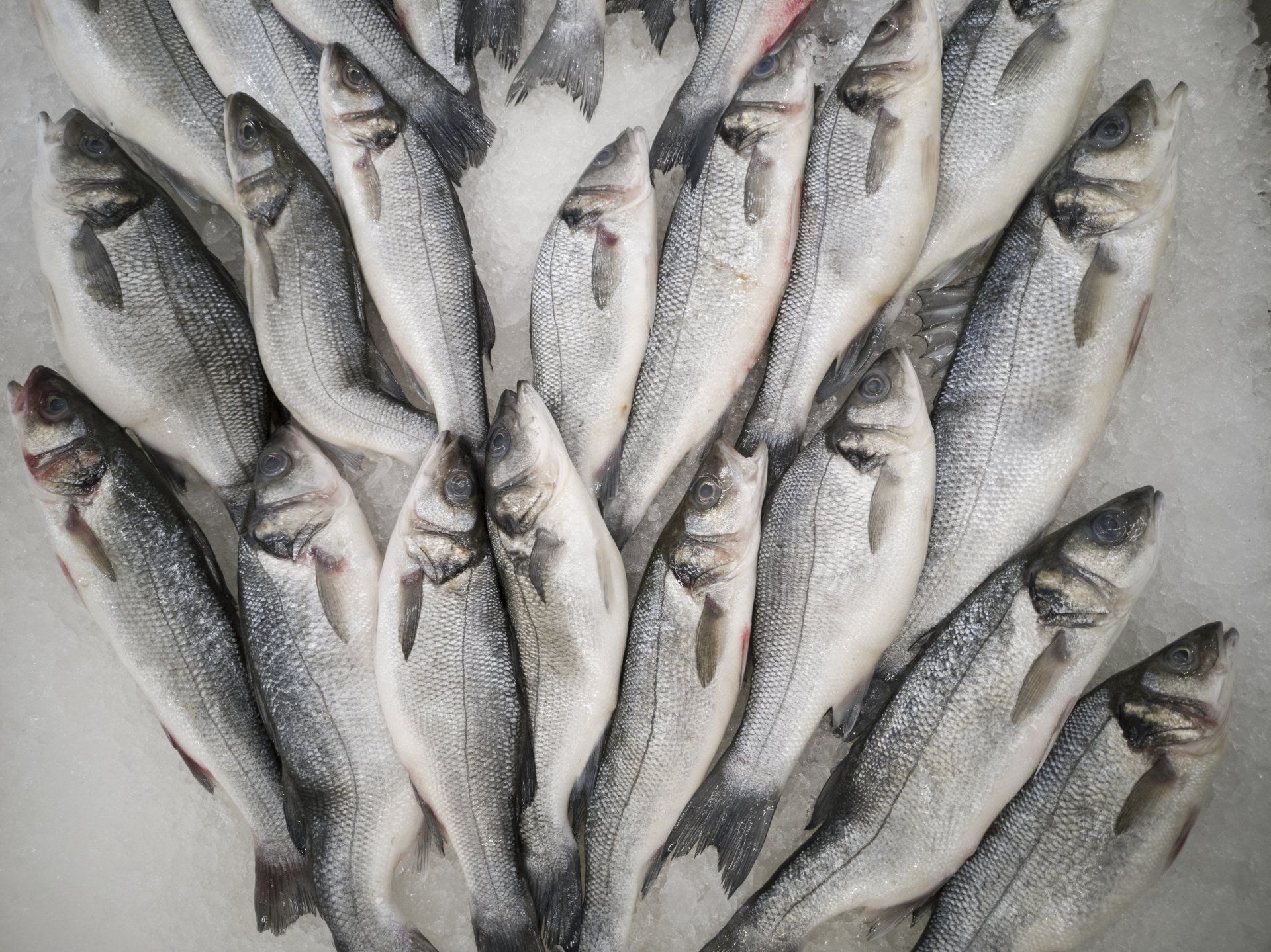 A bunch of fish are sitting on top of each other on ice.