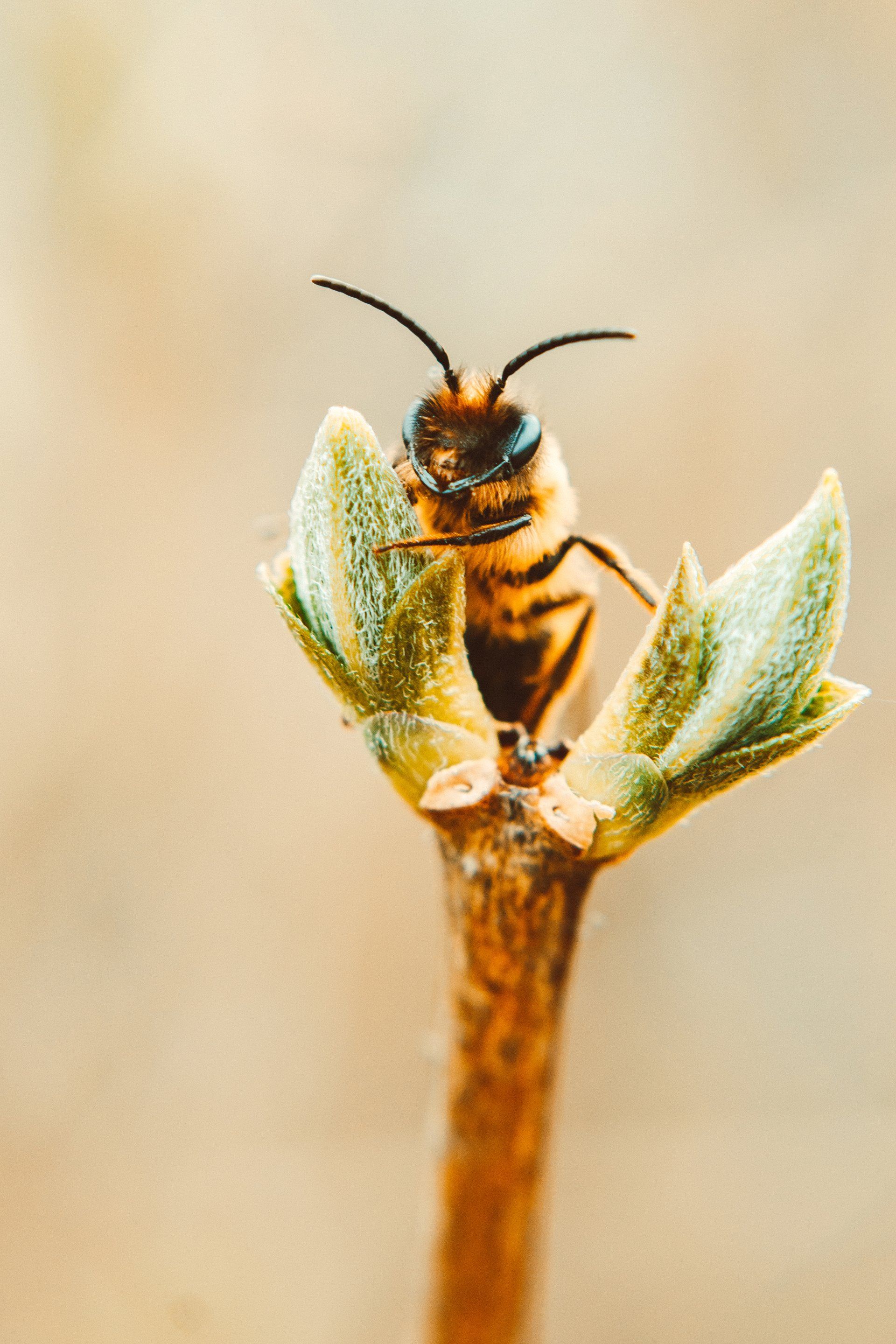 Bee Exterminator
