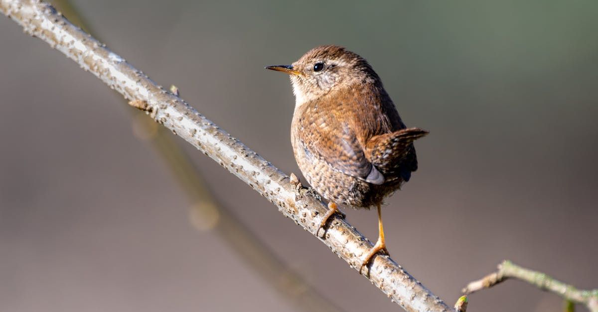 Brown wren bird perched on a branch, facing away, in sunlight.